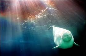 white whale