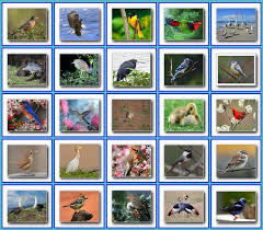 free bird wallpapers