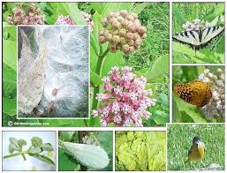 milkweed images