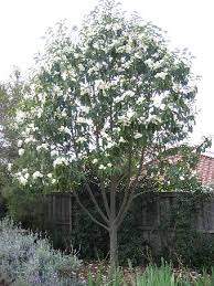 magnolia tree
