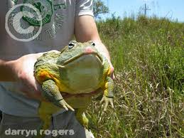 african bullfrog