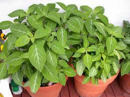 No One Is Suggesting Salvia