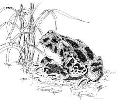 frogs toad pictures