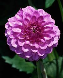 zinnia photos