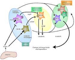 effects of obesity