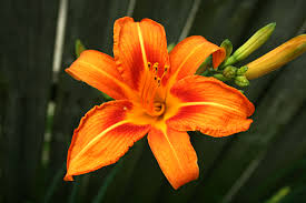 orange daylily