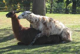llamas