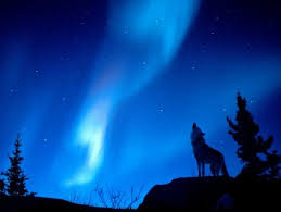 howling wolf wallpaper