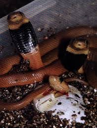 red spitting cobra