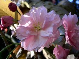japanese flowering cherry