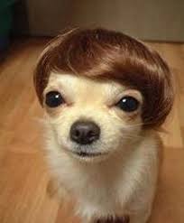 funny puppies