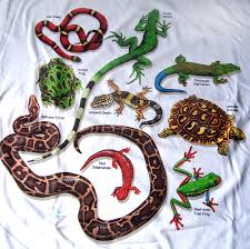 pet reptiles