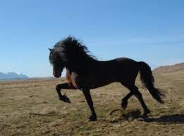 icelandic_horse_vymt.jpg&t=1
