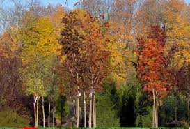 pictures shade trees