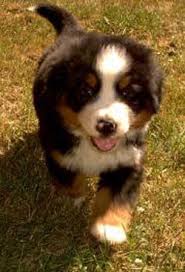 Bermese Mountain Dog Pup
