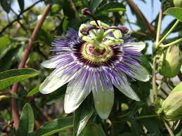 Passiflora%20caerulea.jpg&t=1