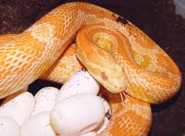 creamsicle corn snake
