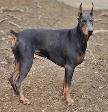 blue doberman