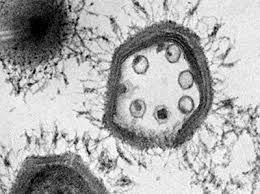 virus-virophage.jpg