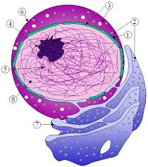 nucleus
