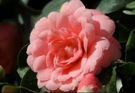 rare flowers names