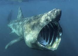 shark species pictures