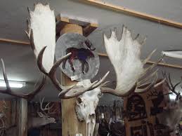 moose skulls