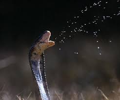spitting king cobra