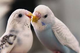 http://t3.gstatic.com/images?q=tbn:HbknXc6R6YAc9M:http://www.xresimleri.com/wp-content/uploads/2009/01/muhabbet-kusu-resimleri.jpg