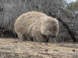 wombats