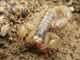 scorpion species