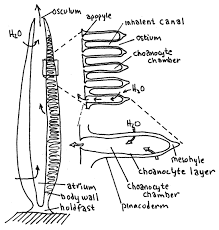 The flagellated chambers are