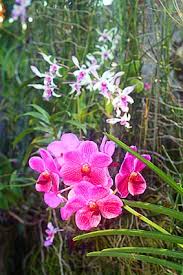 orchid gardening