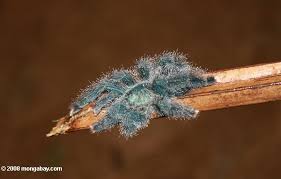 cobalt blue tarantula