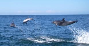 pictures jumping dolphins