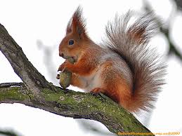 squirell