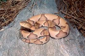 copperhead photos