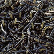 snakes picture