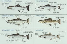 trout salmon pictures