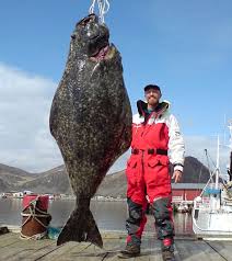 largest caught fish