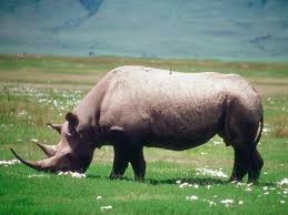rhino picture