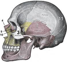 occipital bone skull