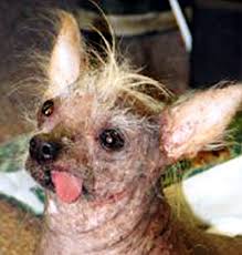 worlds ugliest dog