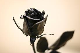 black roses flower