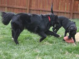 football dog