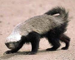 Honey Badger Dont Care: The