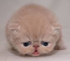 [Image: cute-sad-kitten02.jpg&t=1]