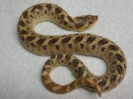 southern hognose snake