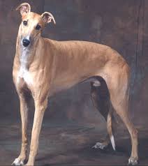 greyhound dog