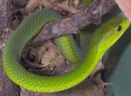 green mamba snake